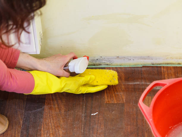  Starkville, MS Mold Removal Pros